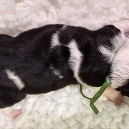 Flora - Black brown and white female Basset Hound puppy in Mack's Creek, Missouri from Mack's Creek Basset Hounds