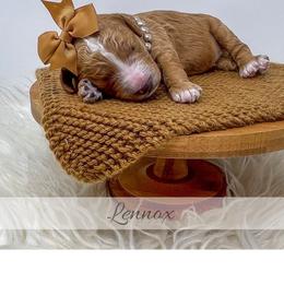 Lennox - Red  female Goldendoodle puppy in State Road, North Carolina from Must Love Doodles