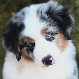 GUMDROP - Blue merle male Miniature American Shepherd puppy in Pasco, Washington from ROCK CREEK