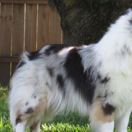 Shetland Sheepdogs from Celebration Shelties