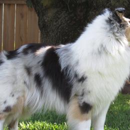 Shetland Sheepdogs from Celebration Shelties