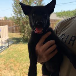 Yellow Collar - Black female German Shepherd puppy in Cleburne, Texas from vom großen Staat