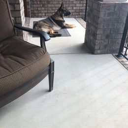 German Shepherd All Grown Up from A2 German Shepherd Dogs