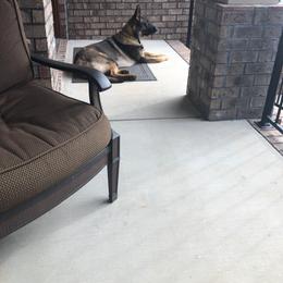 German Shepherd All Grown Up from A2 German Shepherd Dogs