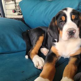 Greater Swiss Mountain Dog Puppies from Hoberg's GSMD