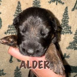 Alder - Black and red male German Shepherd puppy in Graham, Washington from Wildeflecken Shepherds