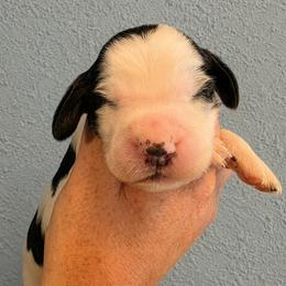 Hawk - Tri-Roan male English Springer Spaniel puppy in Fort White, Florida from Thunderbird Springers