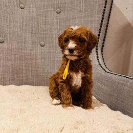 Yellow Collar - Red  female Goldendoodle puppy in Miami, Florida from GoldStar Doodles USA