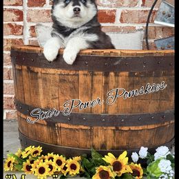Pomsky Puppies from Star Power Pomskies