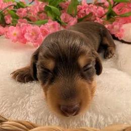 Dachshund Puppies from Hot Diggity Doxies of Dothan