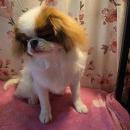 Japanese Chin Puppies from Windhaven Japanese Chin