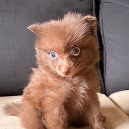 Blai - Chocolate male Pomeranian puppy in Brooklyn, New York from Pomeranians