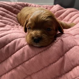 Girl 1 (Cinnamon) - Cavapoo puppy in Columbus, Ohio from FamilyOodles