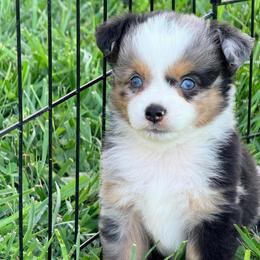 Boy 3 - Blue merle male Miniature Australian Shepherd puppy in Arcadia, Indiana from Sunset Cowgirl Mini Aussies