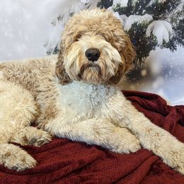 Goldendoodles from C & M Farms