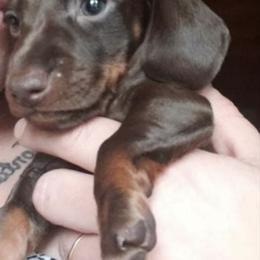 Dachshunds from Wild and Wonderful Wieners