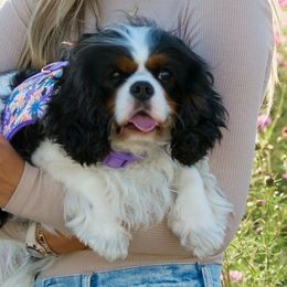 Claire - Cavalier King Charles Spaniel
