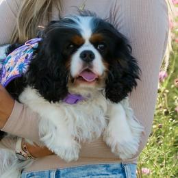 Claire - Cavalier King Charles Spaniel
