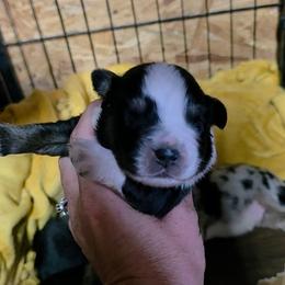 Tyler - Black tri-color male Australian Shepherd puppy in Leonard, Texas from Tin Roof Aussies