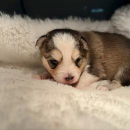 Boy 1 - Black and white male Pomsky puppy in Michigan from Blue Water Pomskies
