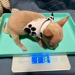 Toasted - Fawn and white male Chihuahua puppy in Sherwood, Arkansas from Bartelt Breeders