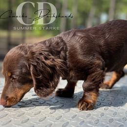 Dachshund Puppies from Camacho_Dachshunds