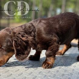 Dachshund Puppies from Camacho_Dachshunds