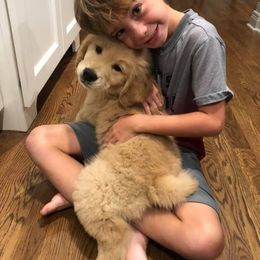 Golden Retriever Puppies from Broomfield Golden's