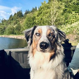 Australian Shepherd and Pomeranian All Grown Up from Willamette Valley Aussies
