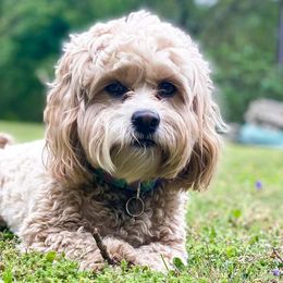 Aussiedoodles and Cockapoos from Lisa’s Curly Puppies