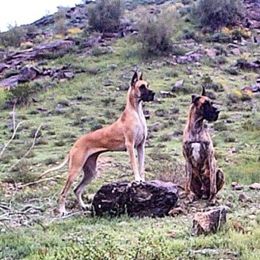 'Diva - Great Dane