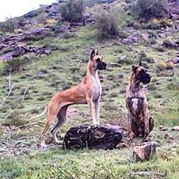 'Diva - Great Dane