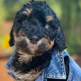 Groot - Phantom Bernedoodle puppy in Washougal, Washington from Sandy Creek Bernedoodles