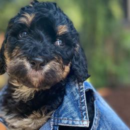 Groot - Phantom Bernedoodle puppy in Washougal, Washington from Sandy Creek Bernedoodles