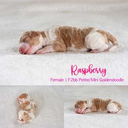 Raspberry - Parti female Goldendoodle puppy in Woodruff, South Carolina from Crooked Creek Doodles and Poodles