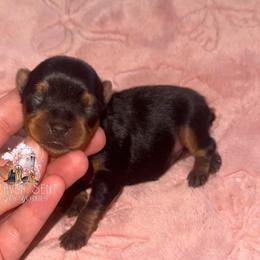Poppy - Black and tan female Yorkshire Terrier puppy in Riverside, California from Heaven_sent_toy_yorkies