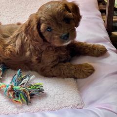 Chase - Red male Cavapoo puppy in Macomb, Missouri from Hunter's Puppies