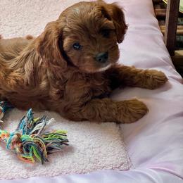 Chase - Red male Cavapoo puppy in Macomb, Missouri from Hunter's Puppies