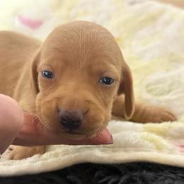 Romeo - Cream male Dachshund puppy in Salem, Oregon from Longdox Mini Dachshunds