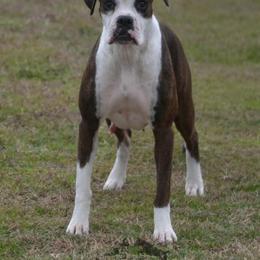 JoJo - Boxer