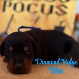 Blue collared - Black and rust male Doberman Pinscher puppy in Winamac, Indiana from DIAMOND RIDGE DOBERMANS