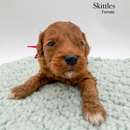 Skittles - Red  female Goldendoodle puppy in Sunman, Indiana from Brunsman Country Doodles LLC