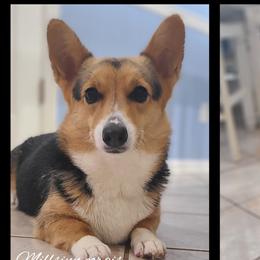 Pembroke Welsh Corgis from Millsinn Corgis