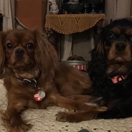Cavalier King Charles Spaniels from Napier Cavaliers