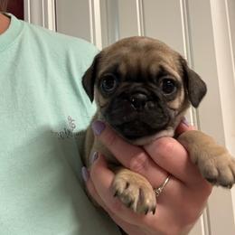 Gandalf - Fawn male Pug puppy in Ludowici, Georgia from Royal Destiny Kennels