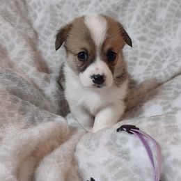 American Corgi and Pembroke Welsh Corgi Puppies from J&T Turnbull Corgis