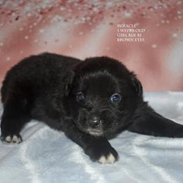 Miracle - Black & white female Miniature Australian Shepherd puppy in Patterson, North Carolina from DreamLine Aussies