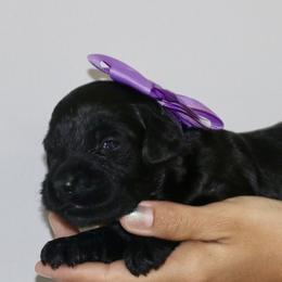 Purple - Black female Australian Labradoodle puppy in Milton, North Carolina from Good Day Doodles