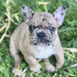 Zeus - Liver male French Bulldog puppy in Kinzers, Pennsylvania from Ashley's French Bulldogs