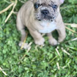 Zeus - Liver male French Bulldog puppy in Kinzers, Pennsylvania from Ashley's French Bulldogs